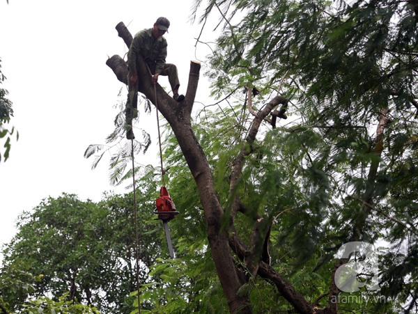 chặt cây xà cừ cổ thụ